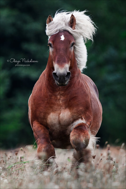 Stallion - Robin Van Steinort, Belgian Draft Horse breed